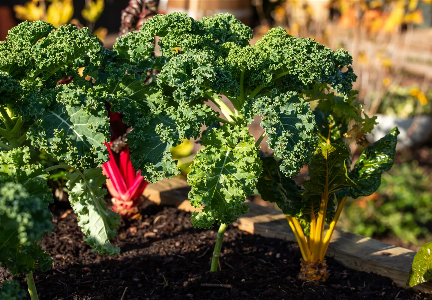 Brassica oleracea var. sabellica