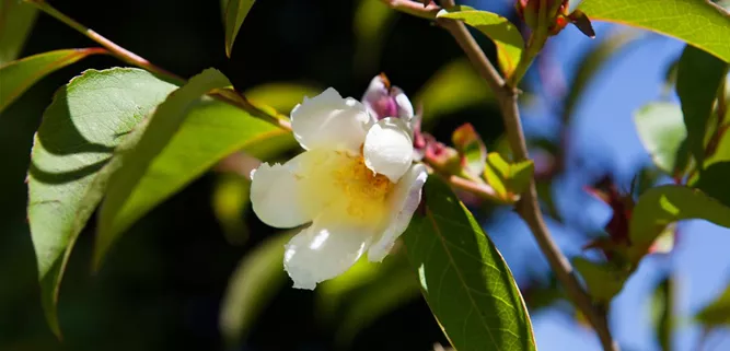 Philadelphus