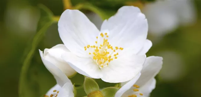 Philadelphus coronarius