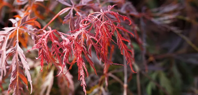 Acer palmatum 'Dissectum Garnet'