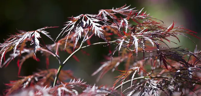 Acer palmatum 'Dissectum Garnet'