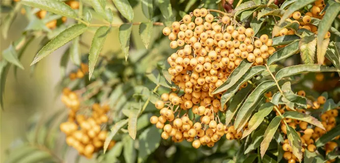 Sorbus aucuparia 'Autumn Spire'®