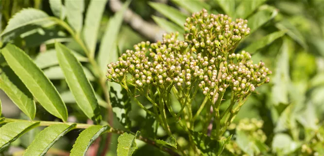 Sorbus aucuparia 'Autumn Spire'®