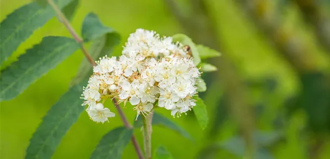 Sorbus aucuparia