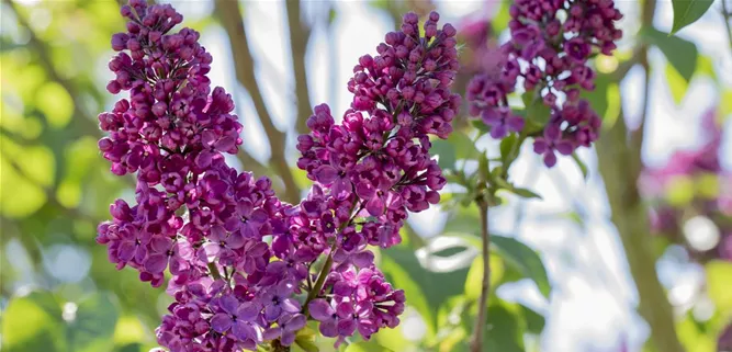 Syringa vulgaris 'Andenken an Ludwig Späth'