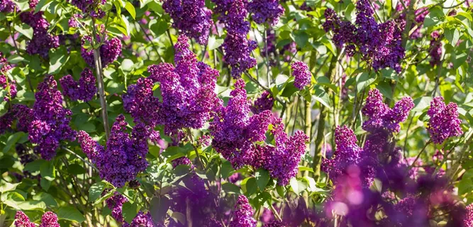 Syringa vulgaris 'Andenken an Ludwig Späth'