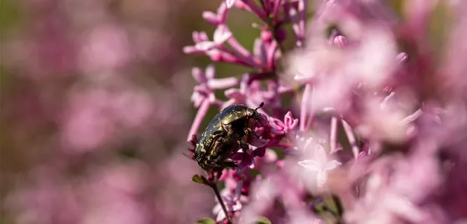 Käfer an Fliederblüte