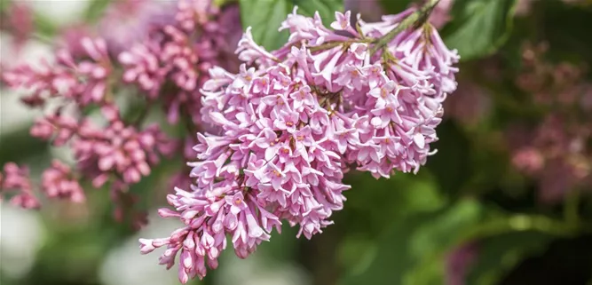 Syringa 'Bloomerang® Pink Perfume'(s)