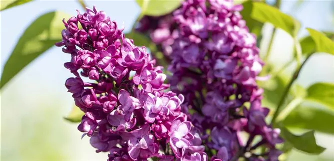 Syringa vulgaris 'Charles Joly'