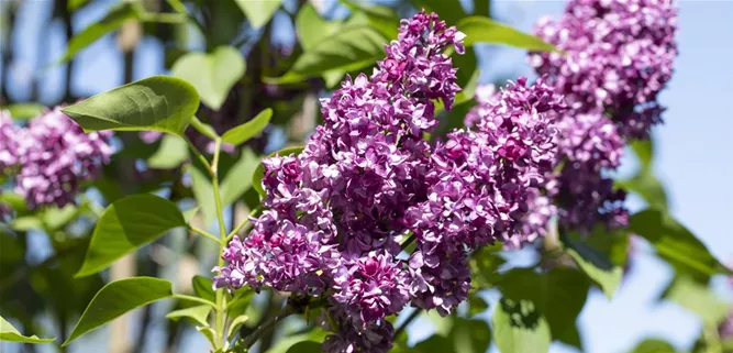 Syringa vulgaris 'Charles Joly'