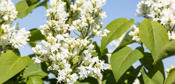 Syringa vulgaris 'Mme Lemoine'