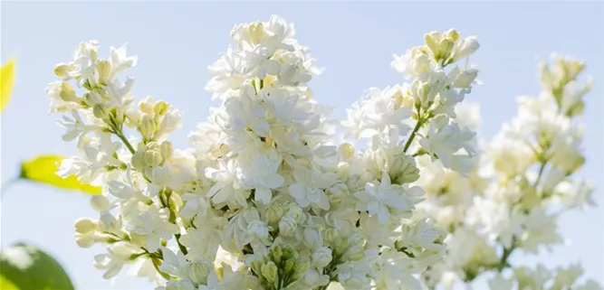 Syringa vulgaris 'Mme Lemoine'