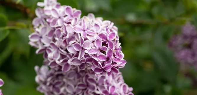 Syringa vulgaris 'Sensation'