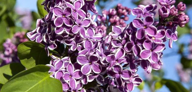 Syringa vulgaris 'Sensation'