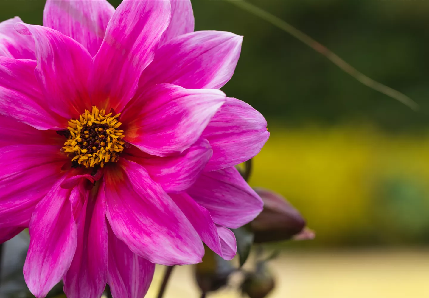 Dahlia, pink