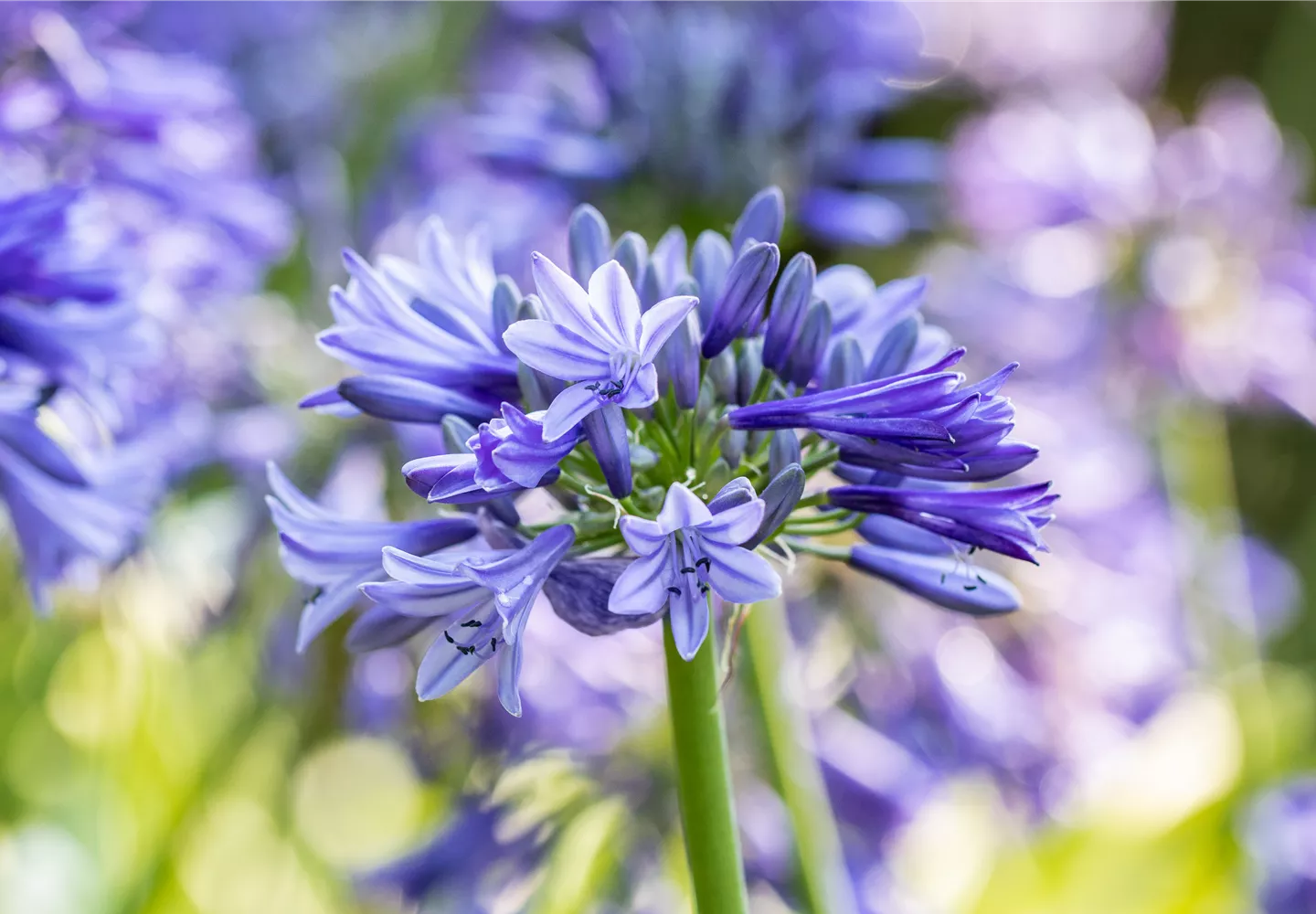 Agapanthus hybride 'Dr. Brouwer'