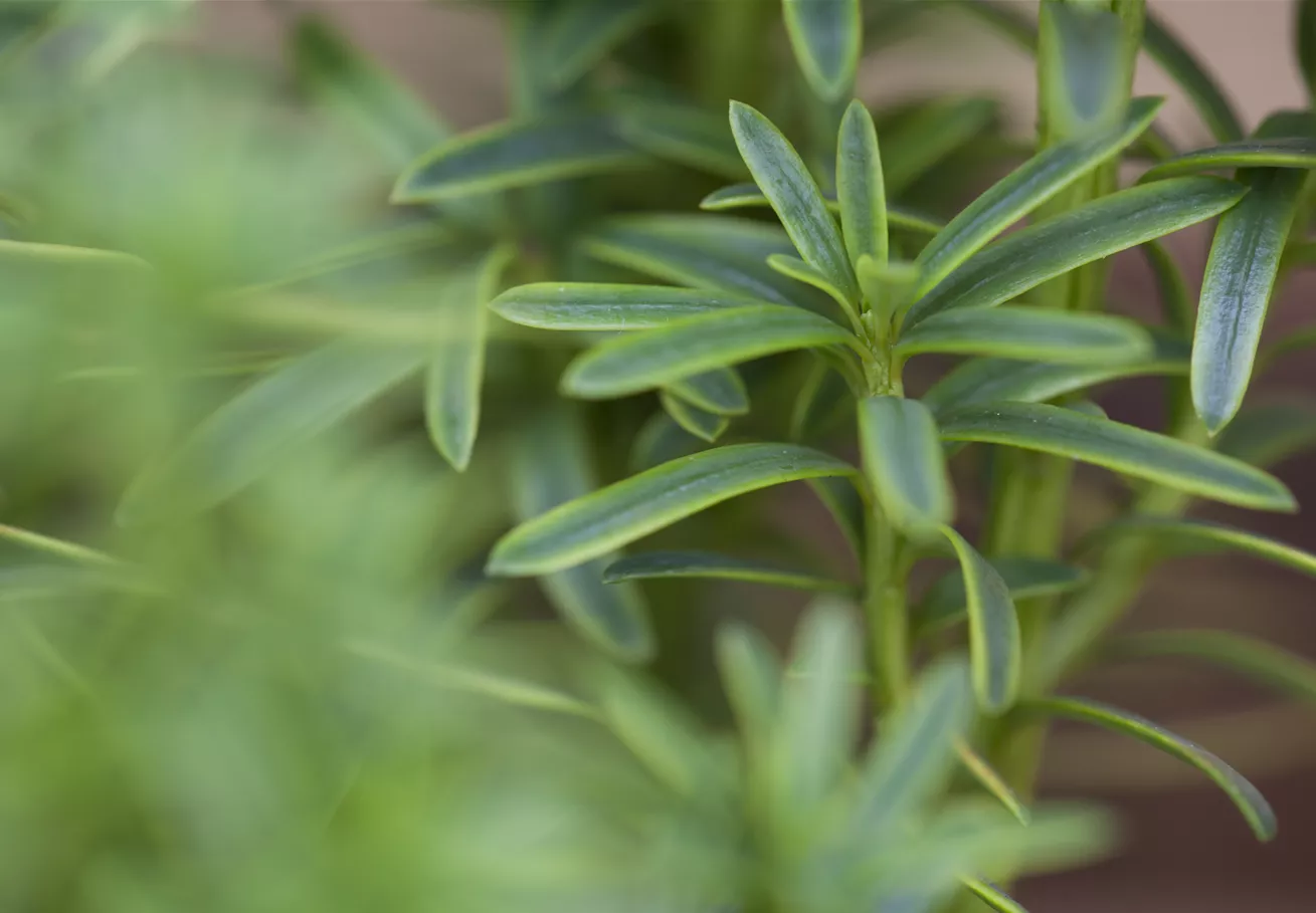 Taxus baccata 'David'