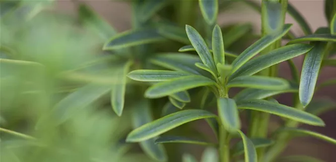 Taxus baccata 'David'