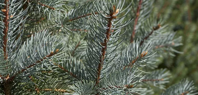 Picea pungens 'Edith'