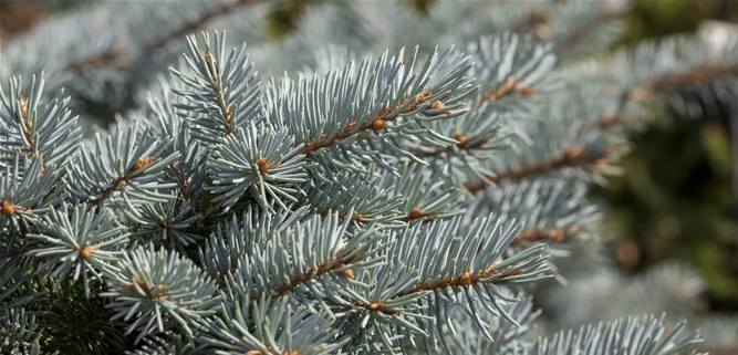 Picea pungens