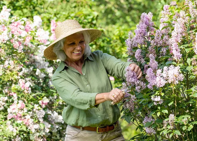 Gartenarbeit - Flieder schneiden