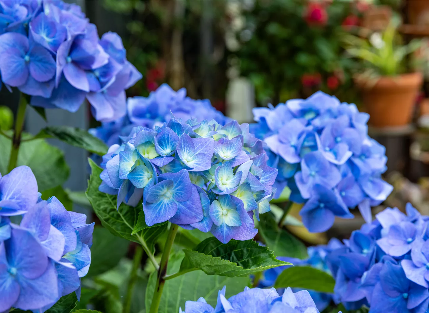 Hydrangea macrophylla, blau