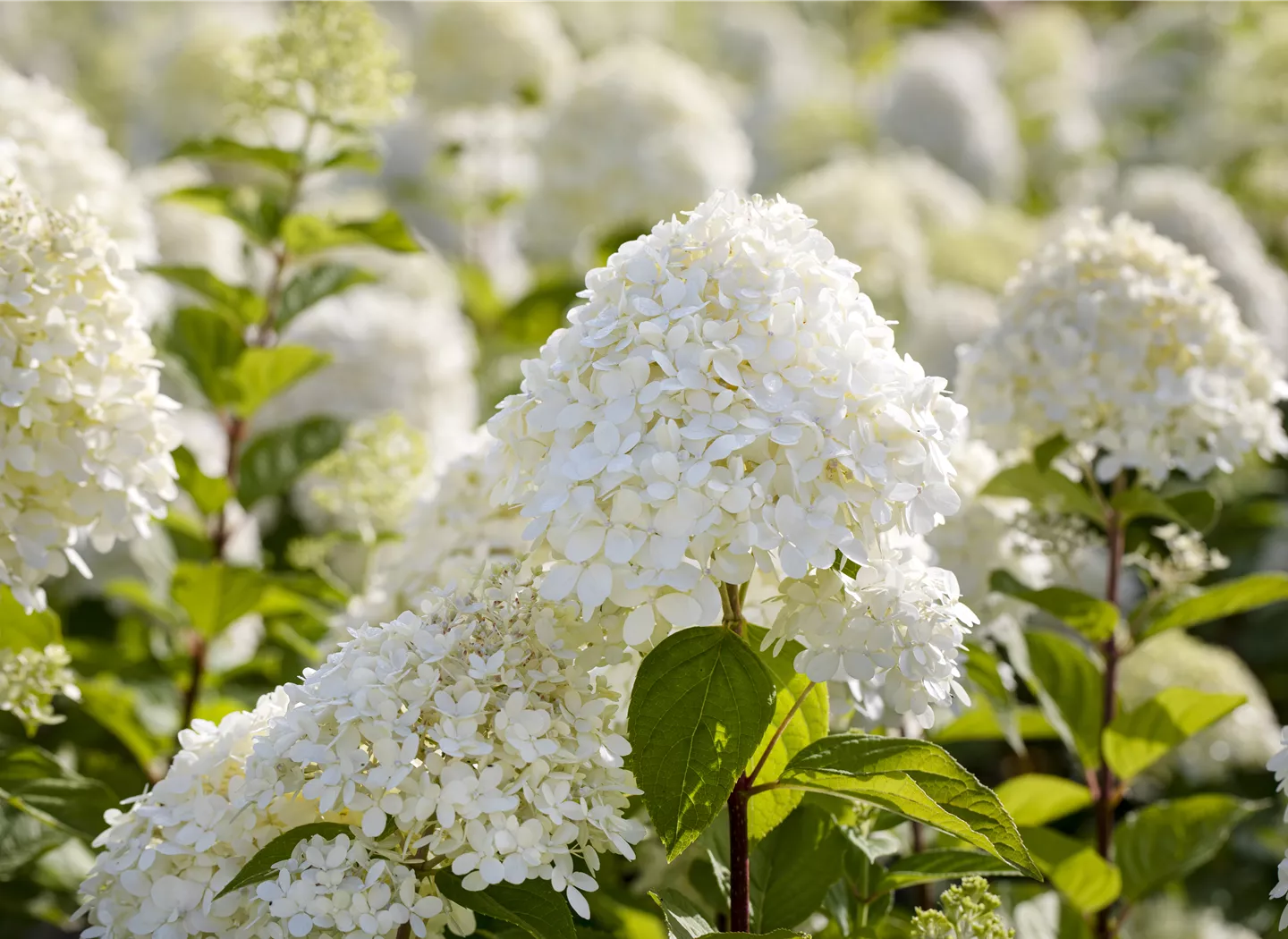 Hydrangea paniculata 'Limelight'(s)