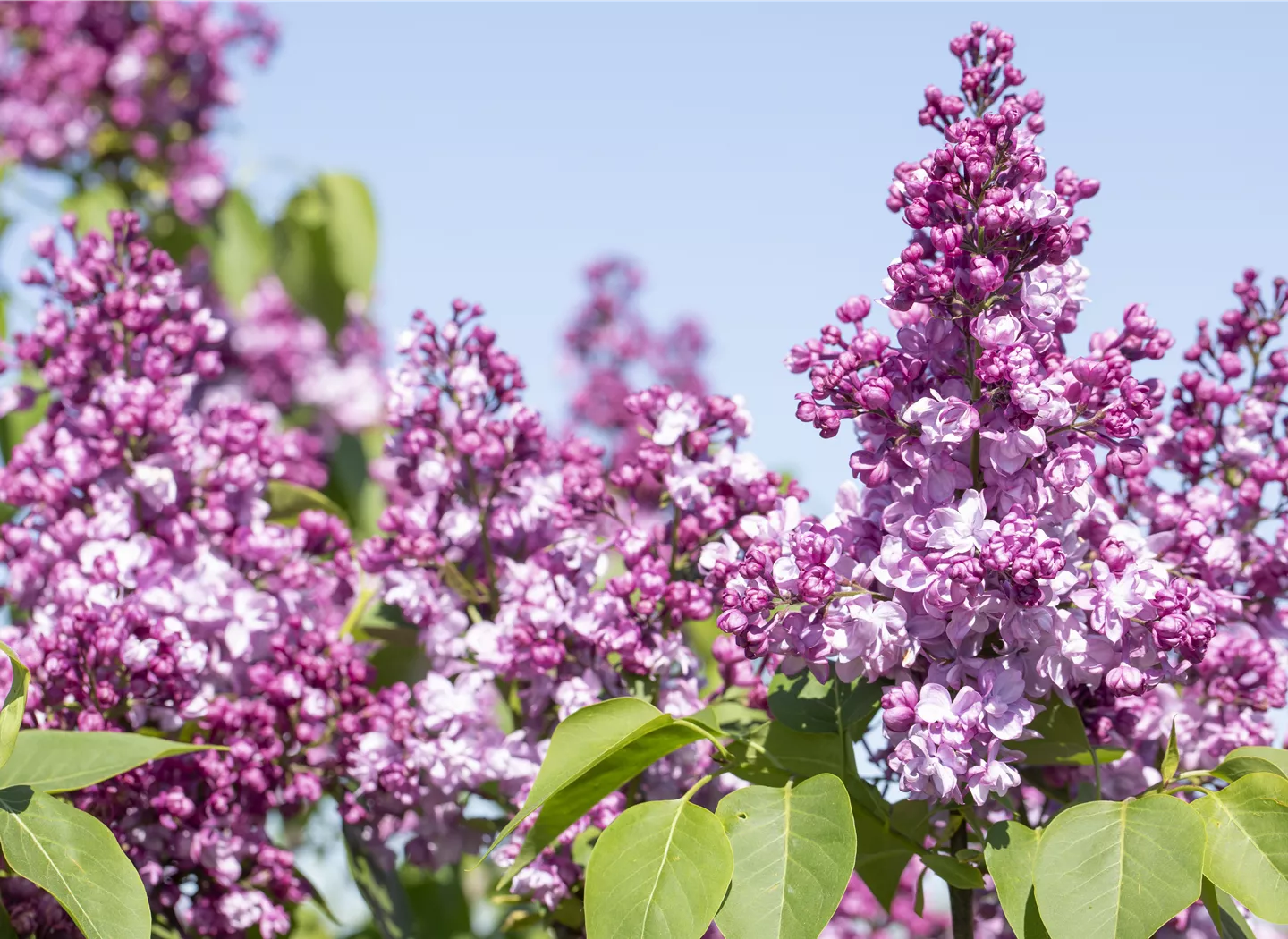 Syringa vulgaris 'General Pershing'