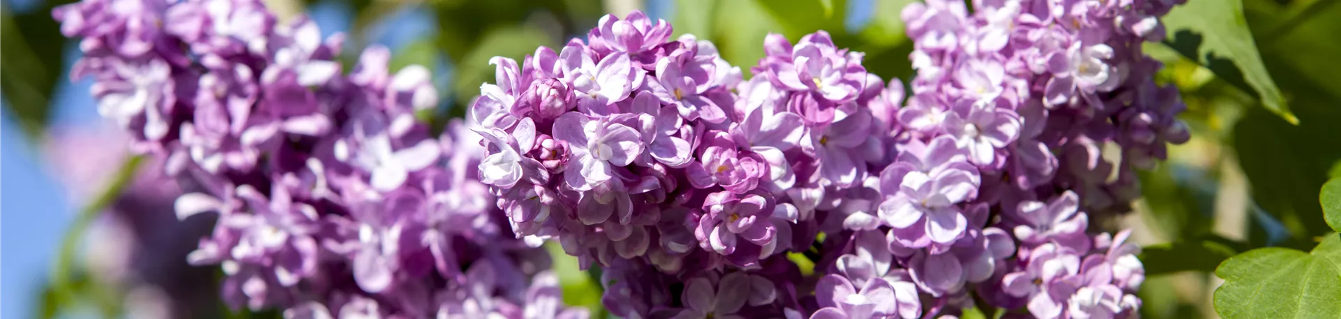 Syringa vulgaris, lila