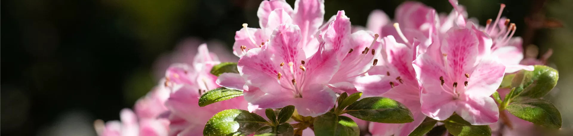 Rhododendron obtusum, rosa