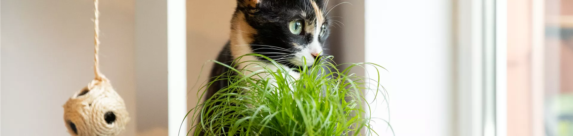 Katzengras