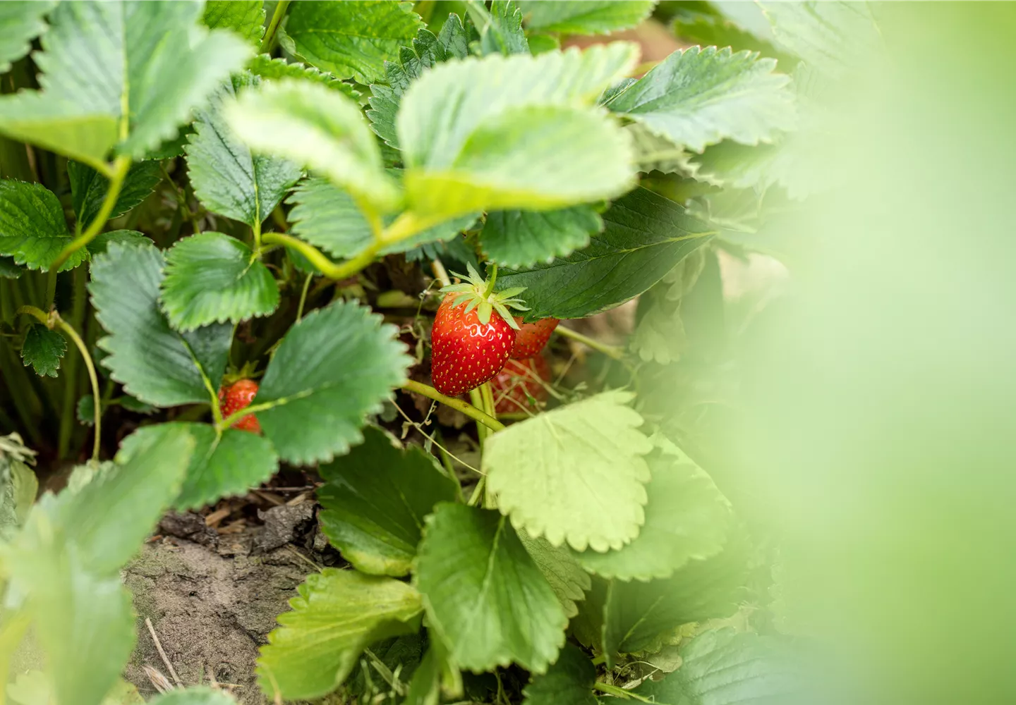 Obstsamen sorgen für eine leckere Ernte