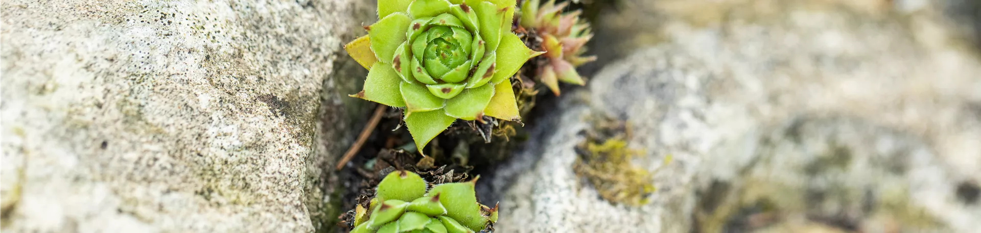 Sempervivum tectorum