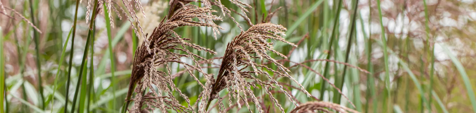 Miscanthus