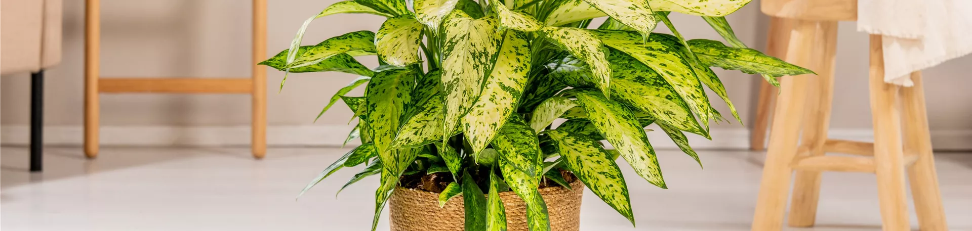 Dieffenbachia seguine 'Vesuvius'