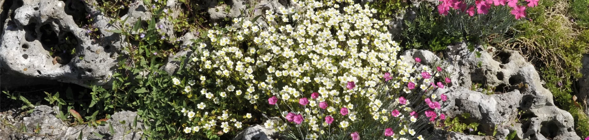 Saxifraga x arendsii, weiß