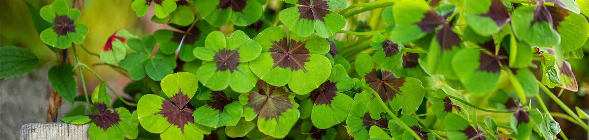 Oxalis deppei