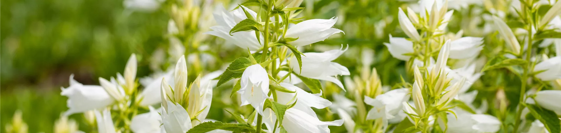 Campanula latifolia var. macrantha 'Alba'