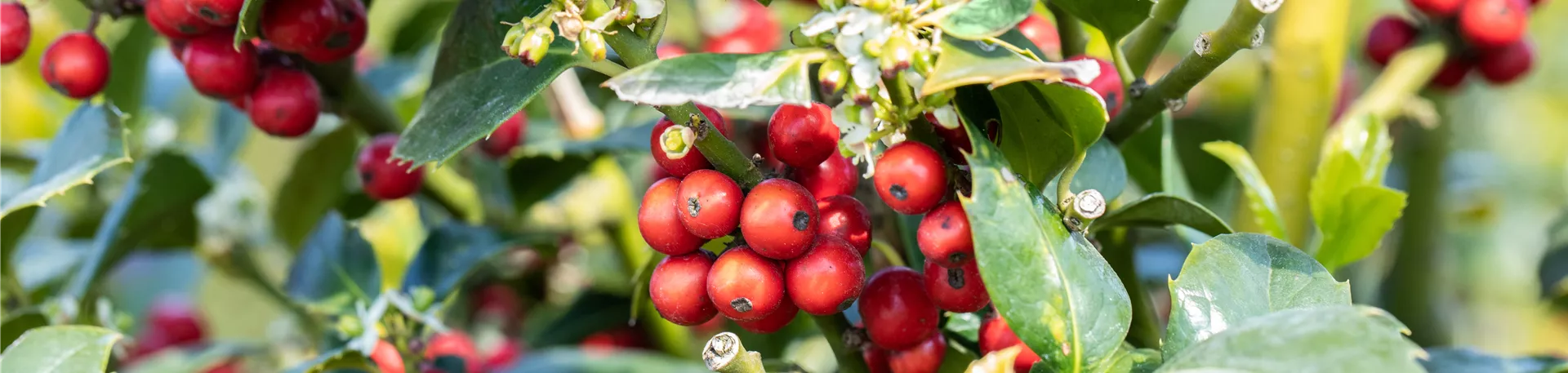 Ilex aquifolium