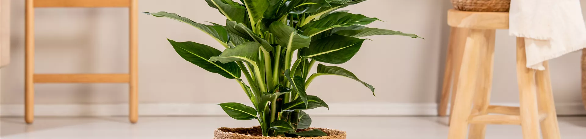 Dieffenbachia seguine 'Green Magic'