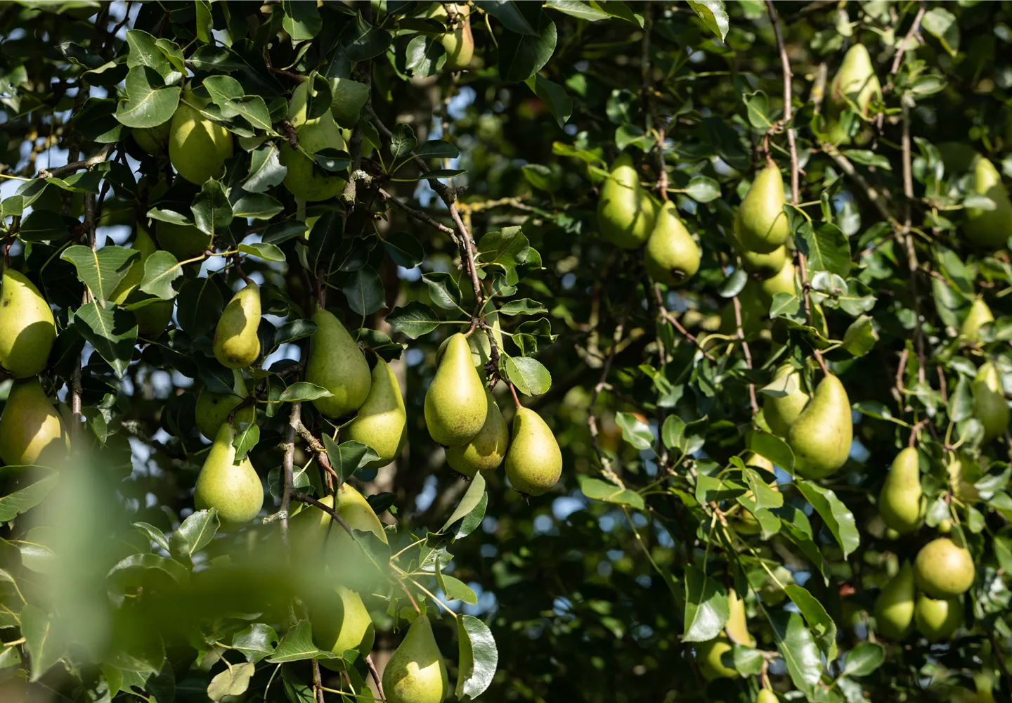 Pyrus communis 'Conference'