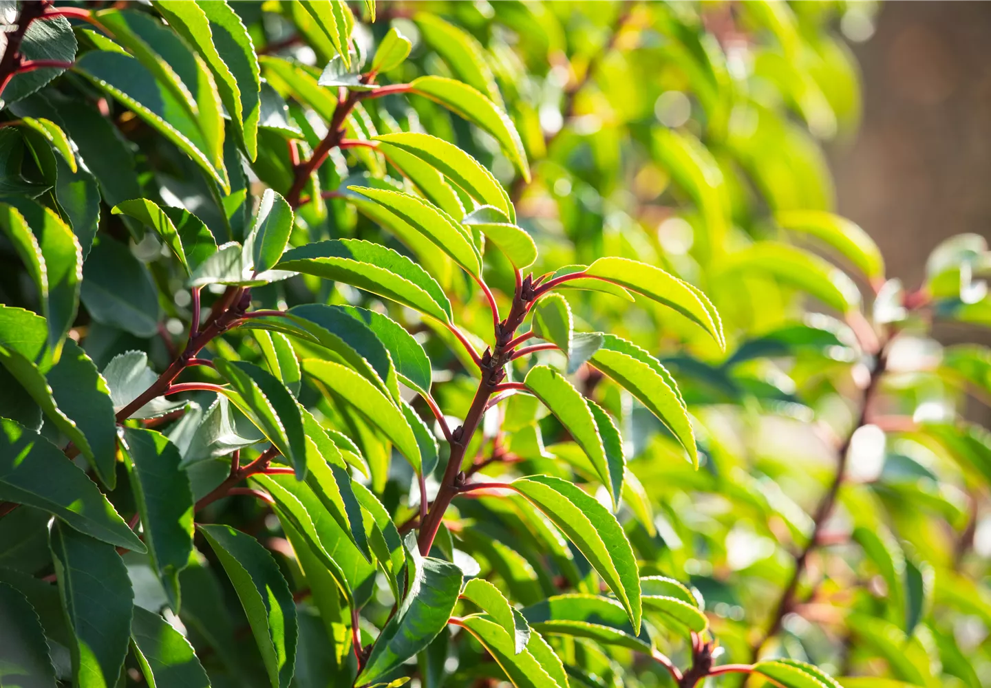 Prunus lusitanica