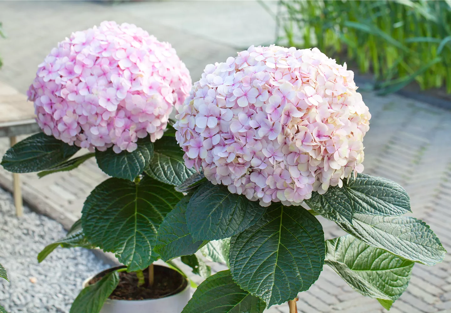 Hydrangea macrophylla 'Avantgarde'