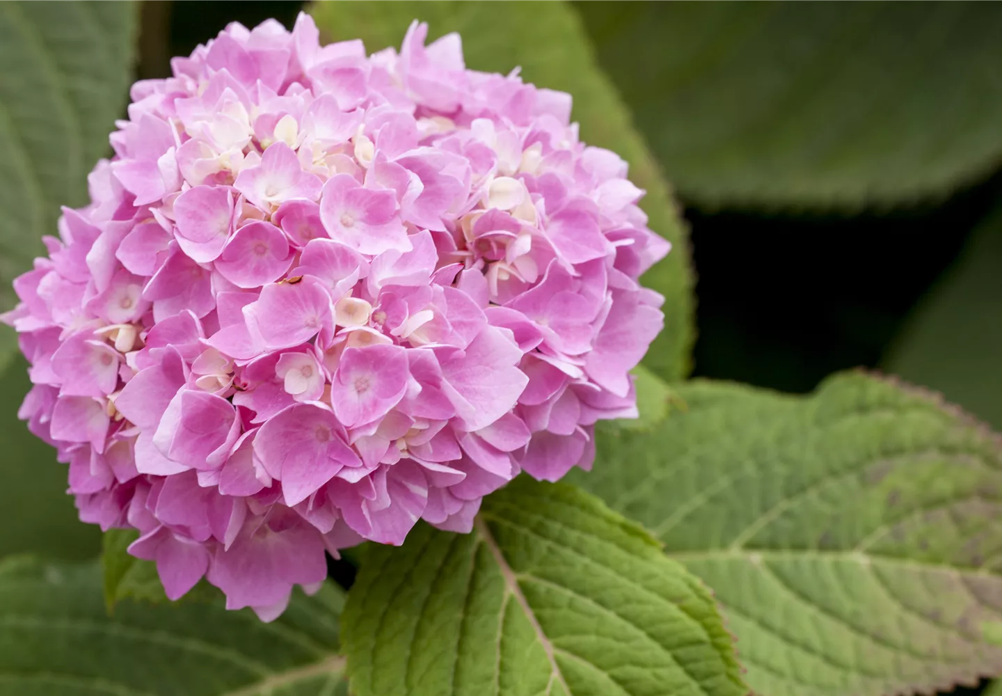 Hydrangea macrophylla, rosa