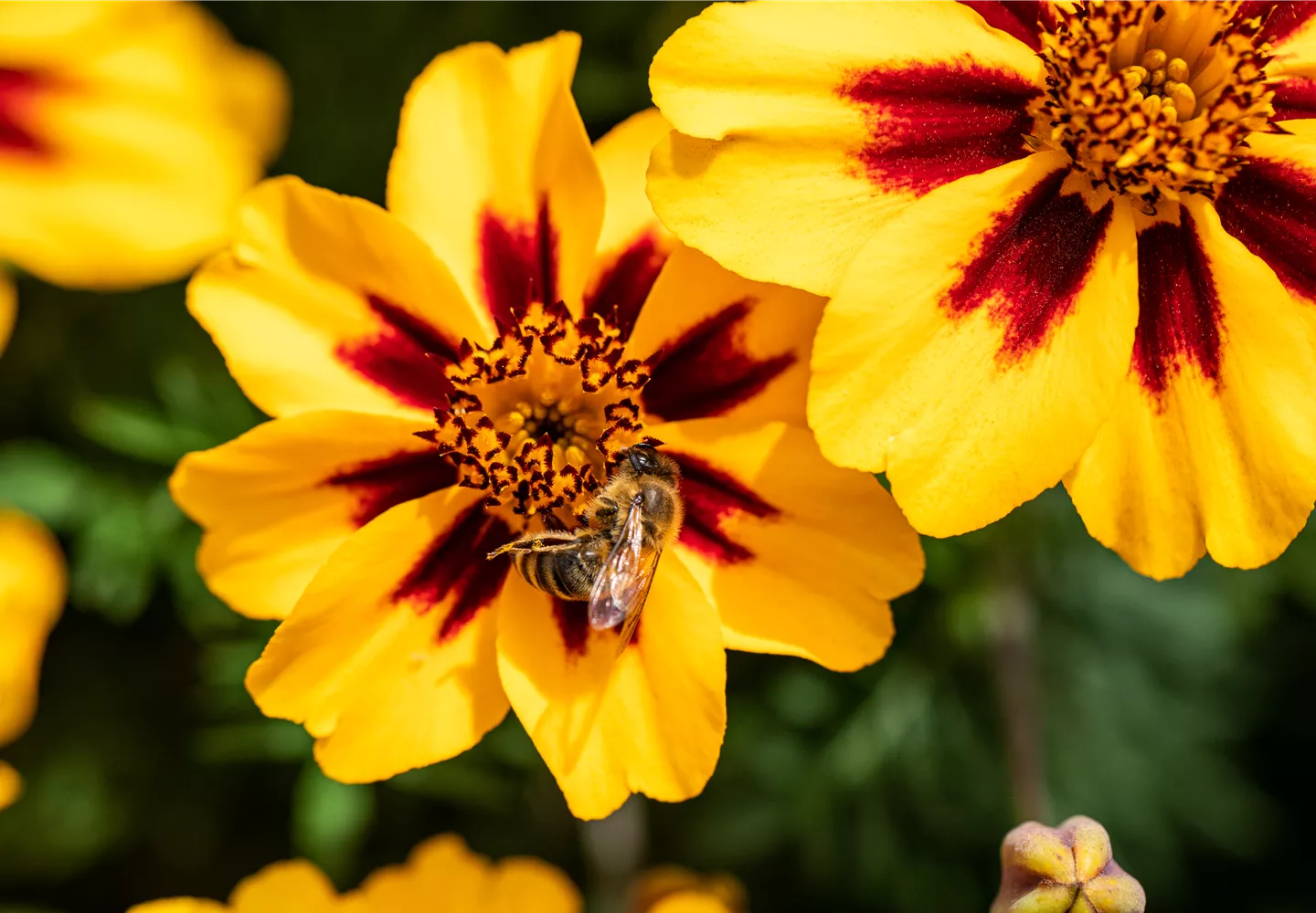 Biene auf Blüte