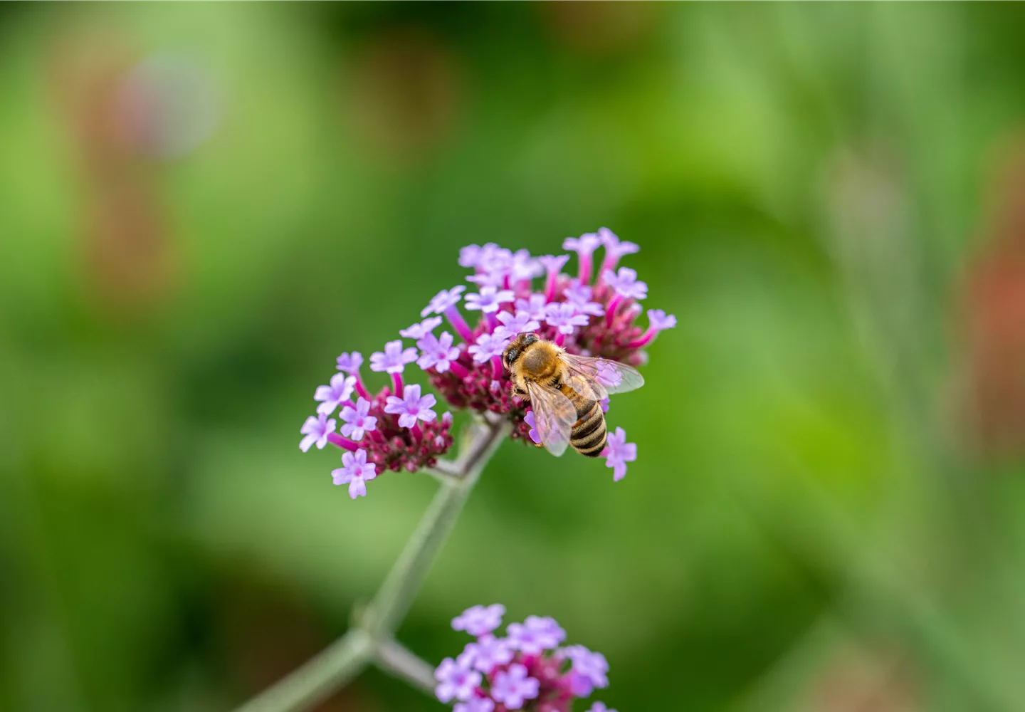 Biene an Blüte