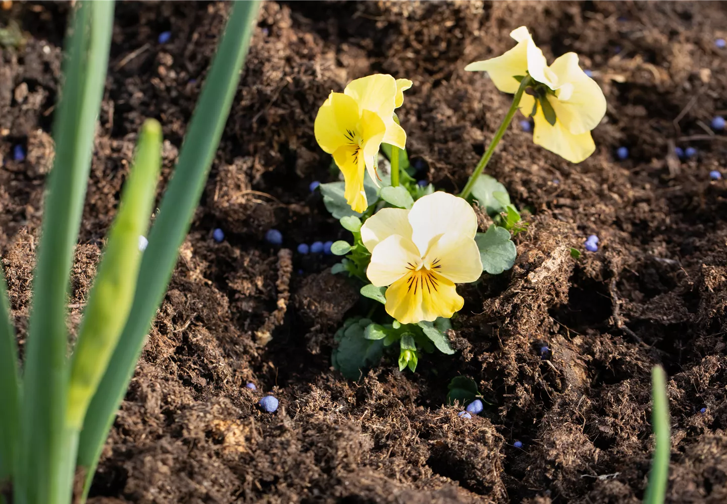 Dünger um Blume