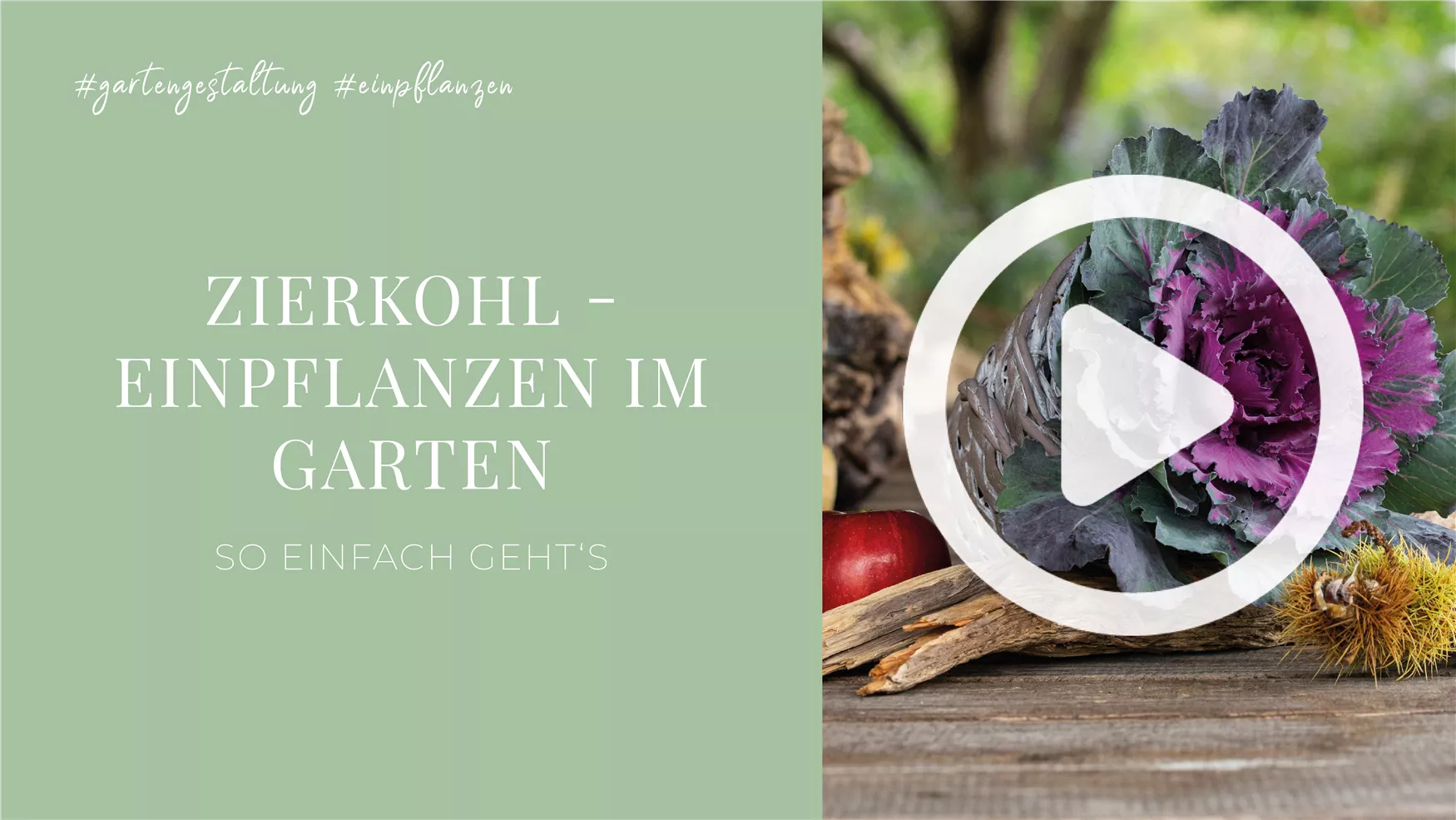 Zierkohl - Einpflanzen im Garten