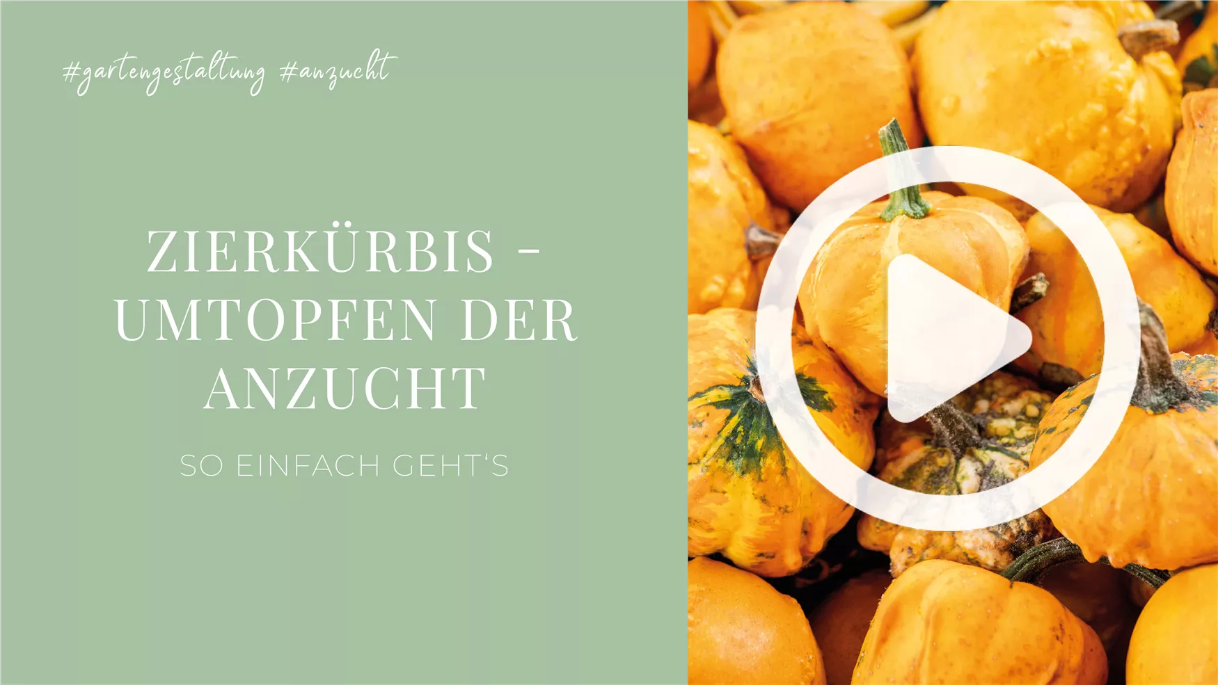 Zierkürbis - Umtopfen der Anzucht