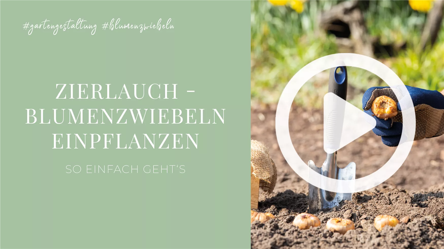 Zierlauch - Blumenzwiebeln einpflanzen